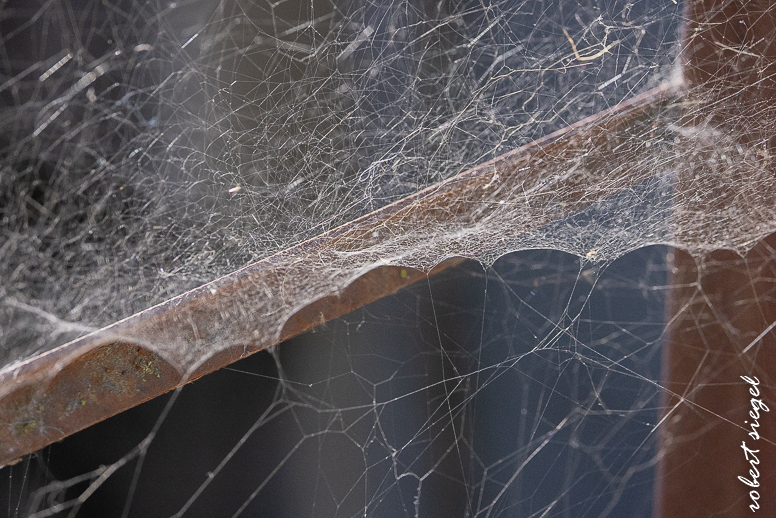 emily renzel wetlands 2025